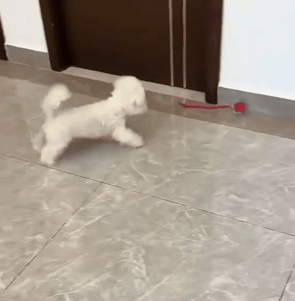 Smart-Tail 2.0β’