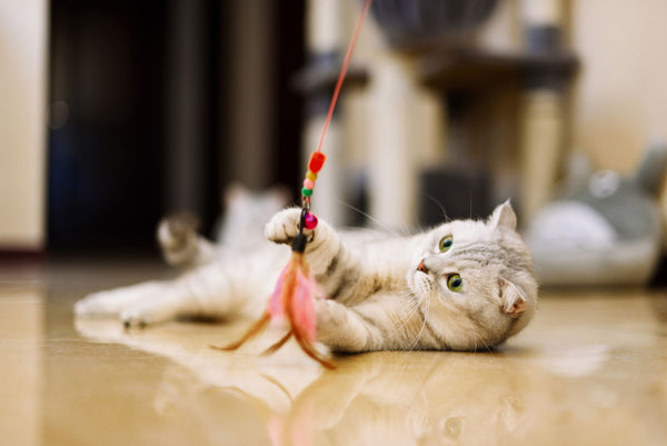 Cat Products