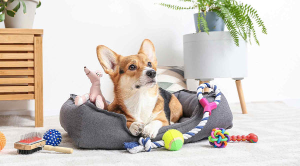Dog Products