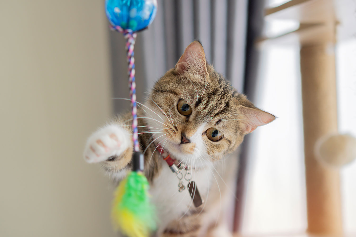 Cat Toys