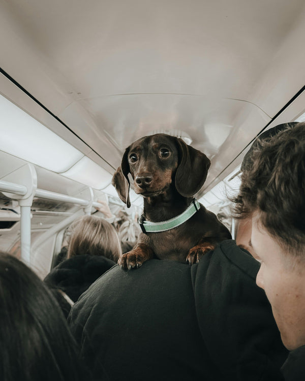 Travel